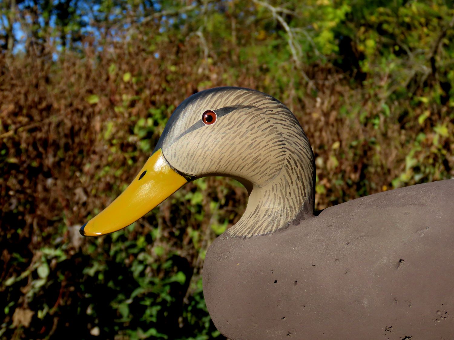 sm 2 Daniels Black Ducks - head closeup 1.JPG