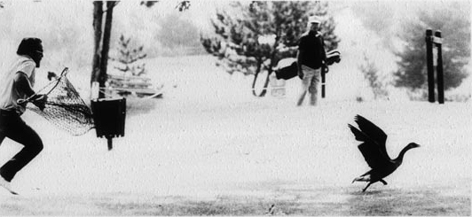 sm 5a Goose Chase.jpg