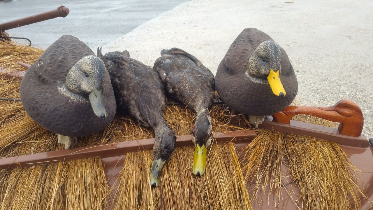 sm Nalbone - Black Duck Double on foredeck.jpg