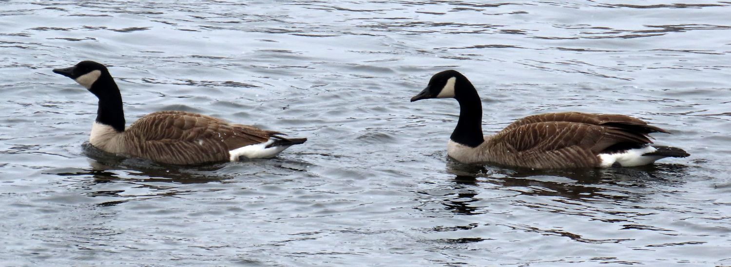 sm Stillwater Canada Pair.JPG