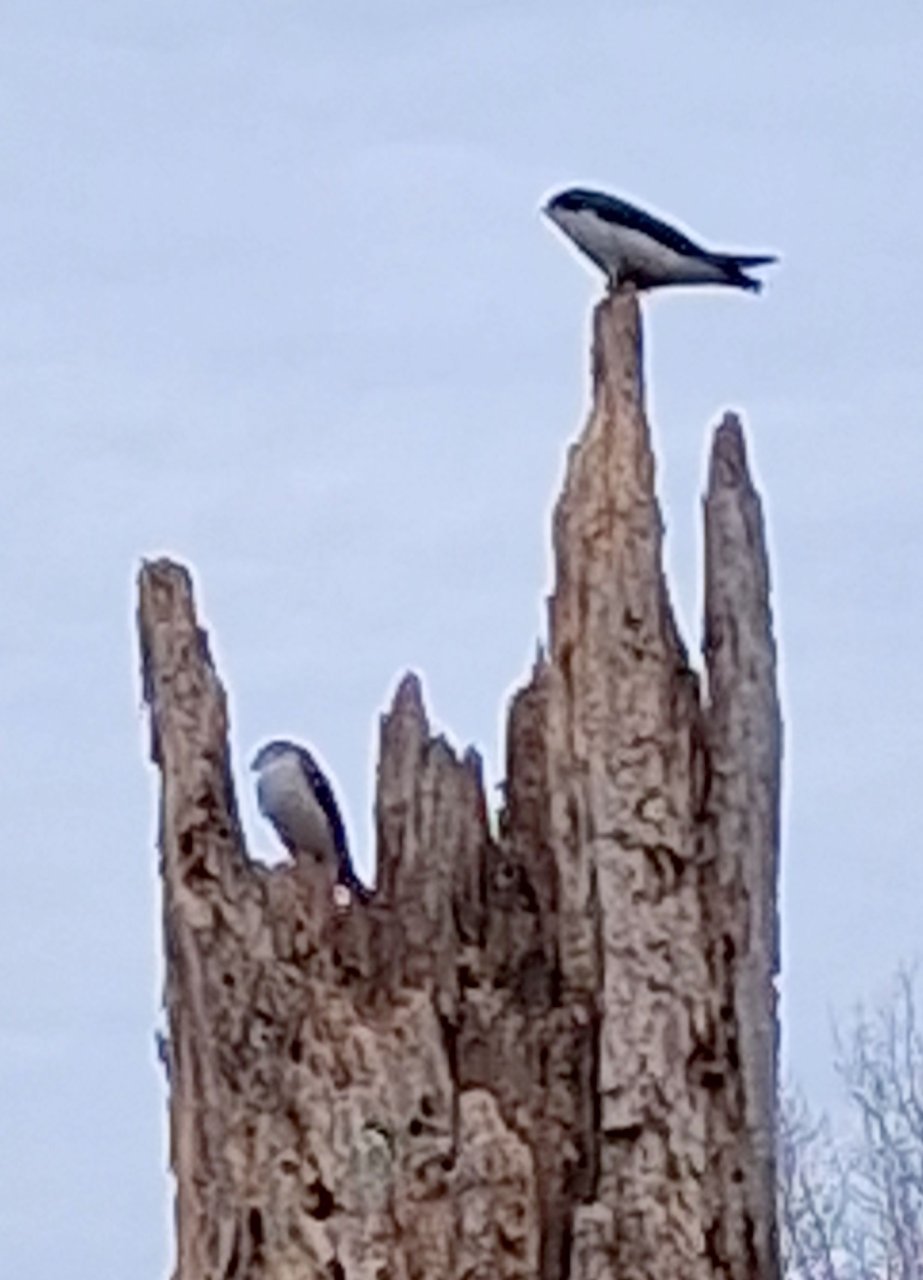 sm West Pond - 30 March 2026 - Tree Swallows.jpg