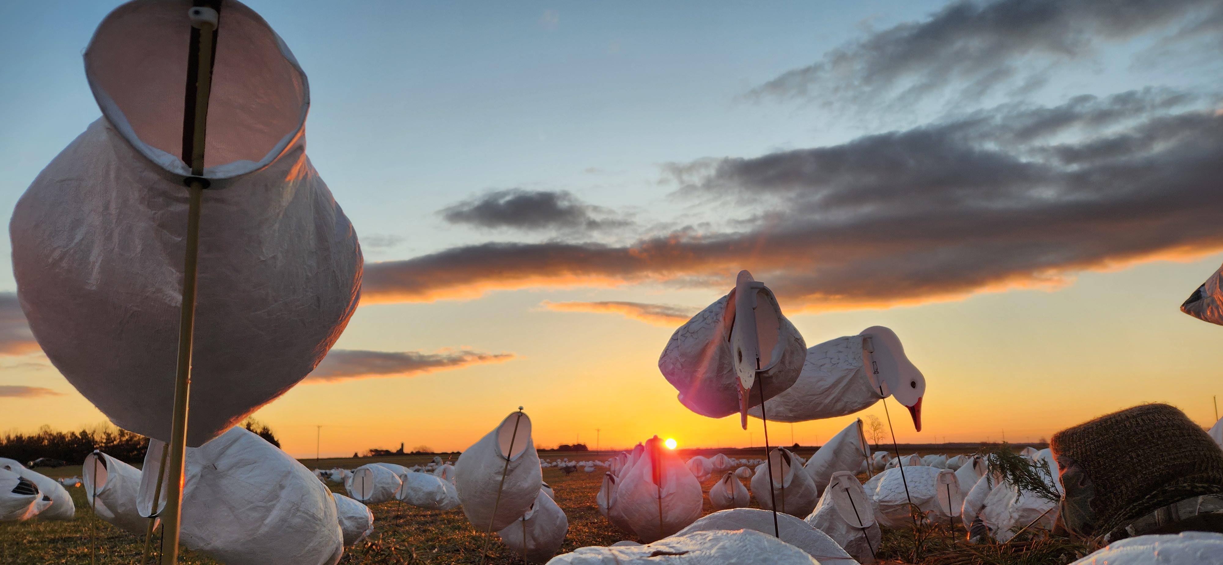 Sunrise in the field