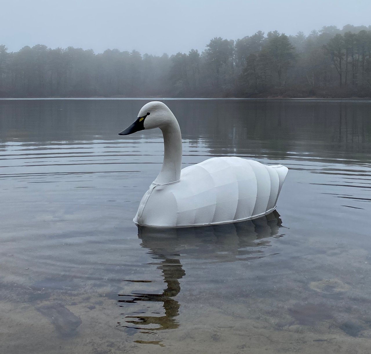 Swan B floating.jpg