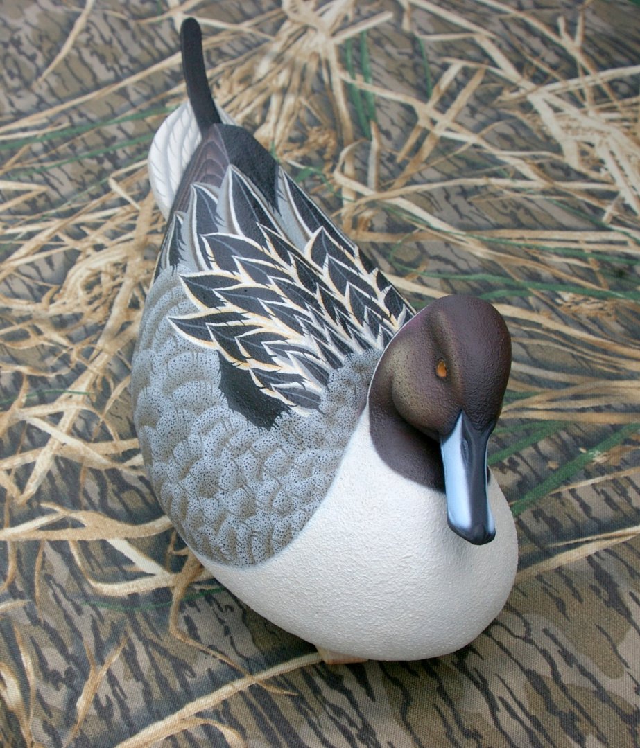 TuckPintail (10).JPG