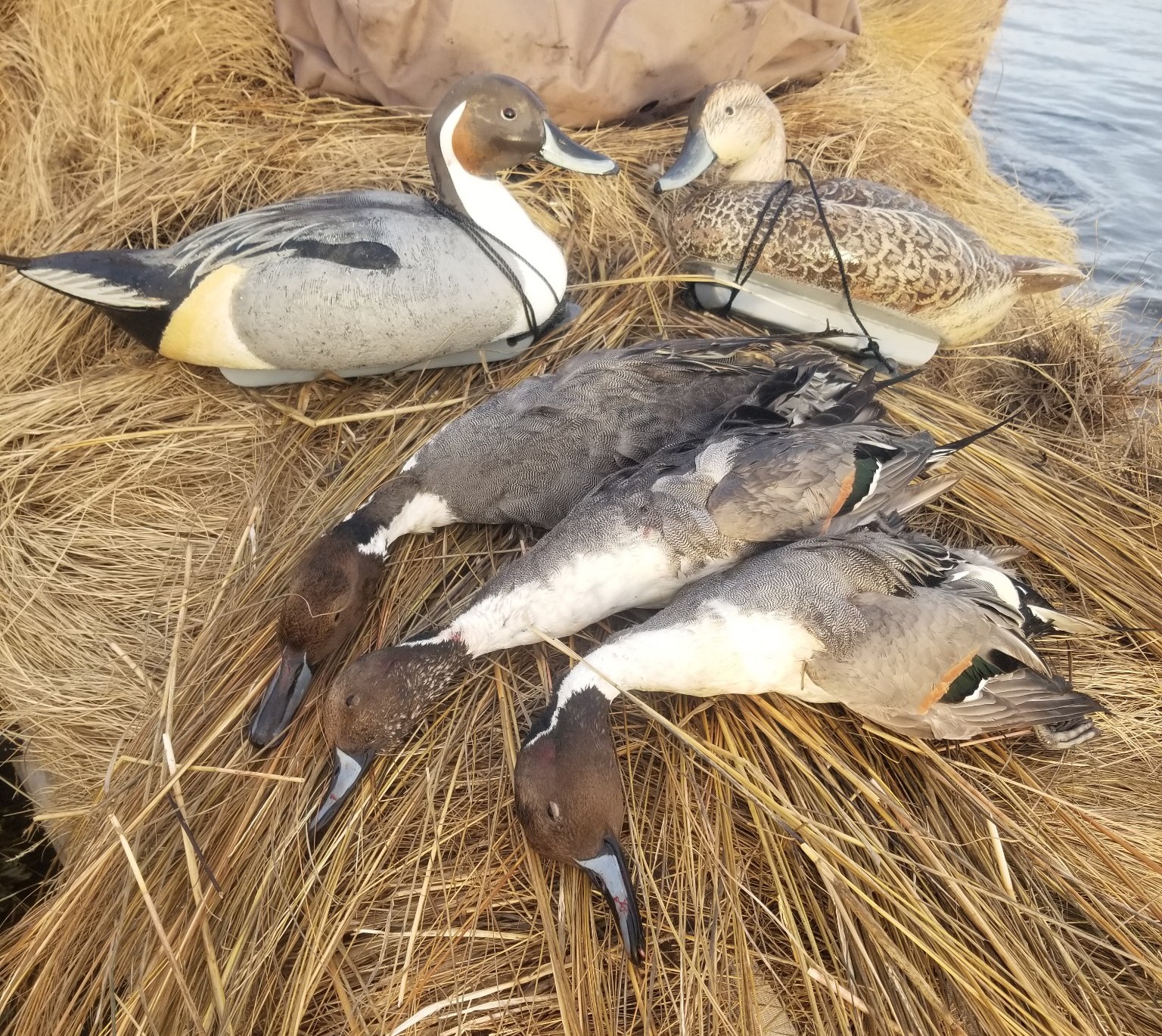 Udell-Rousseau Pintail CROPPED.jpg