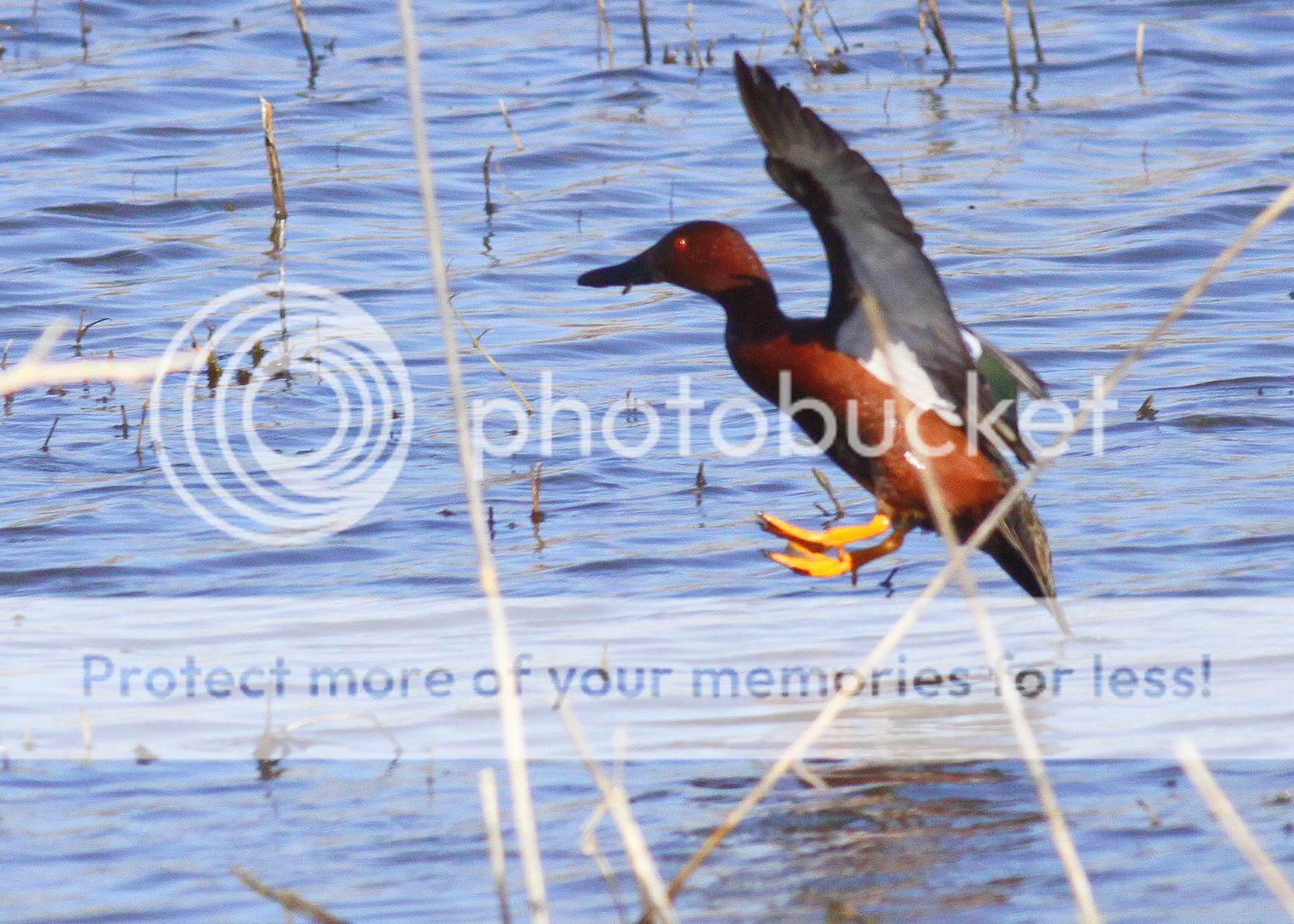 IMG_9747.jpg