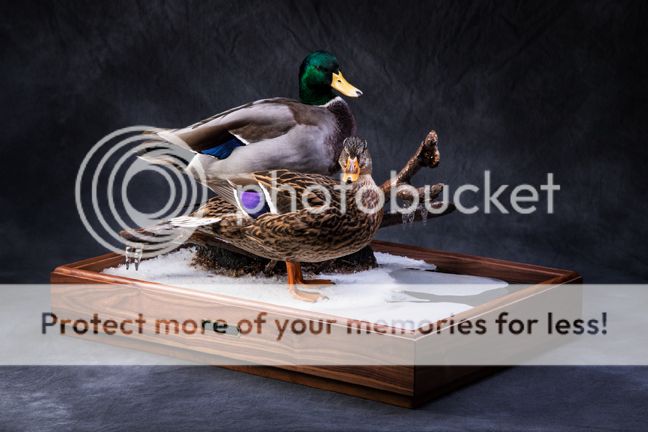 Mallards.jpg