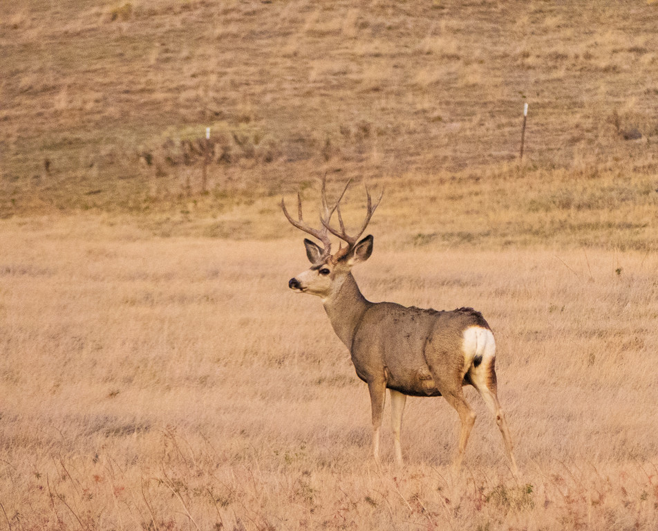 i-5nnMnrF-XL.jpg