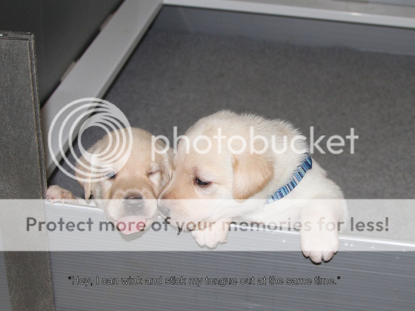 IMG_8552_zps6b1d44cb.jpg