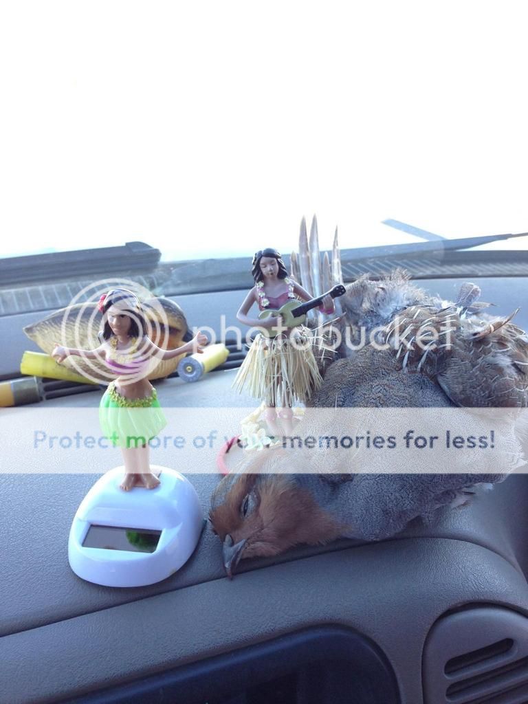 IMG958420_zps587m9cfb.jpg