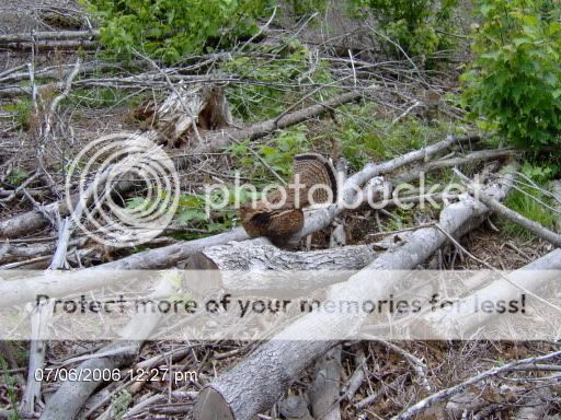 campics4014.jpg