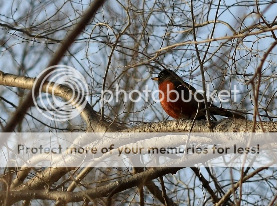 robin_zps5730fe4f.jpg