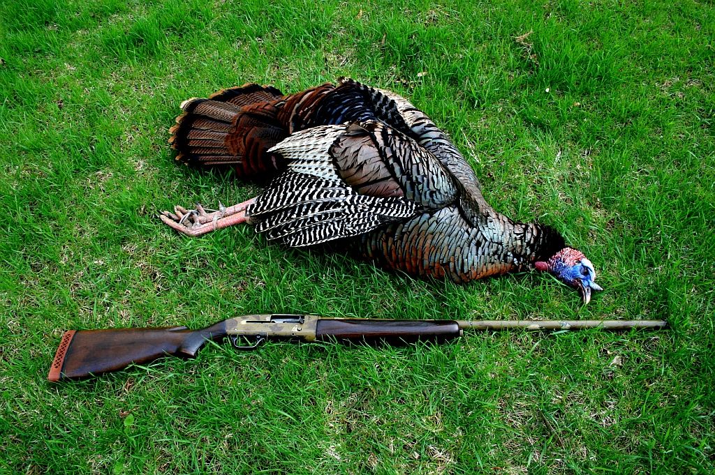 Gobbler2May2011-small_zpsb71b1387.jpg