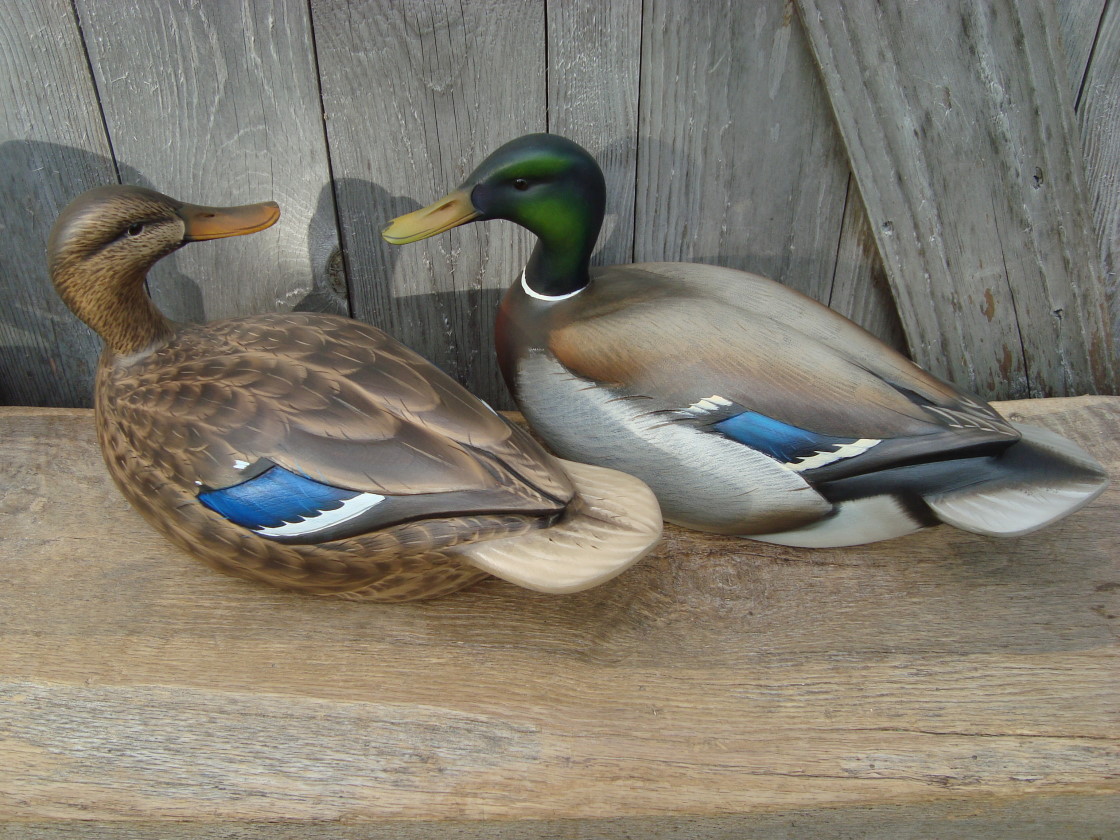 Sutton%20Mallard%20pair.jpg