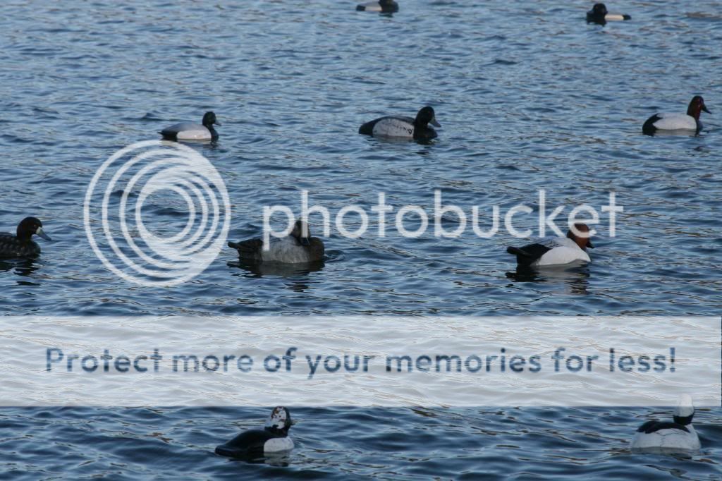 IMG_6446_zps70994841.jpg