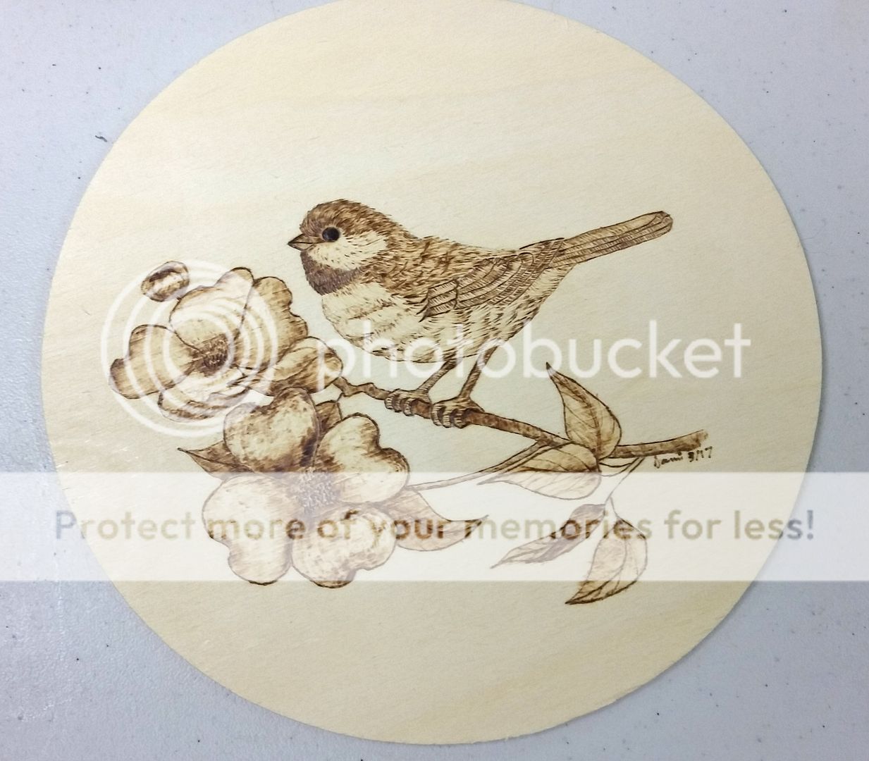 chickadee_zpsezglyjiy.jpg