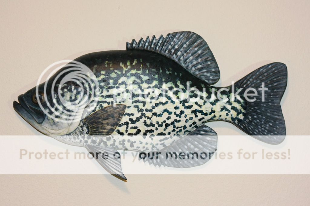 BCrappie.jpg_zpsgmrmmz14.jpg