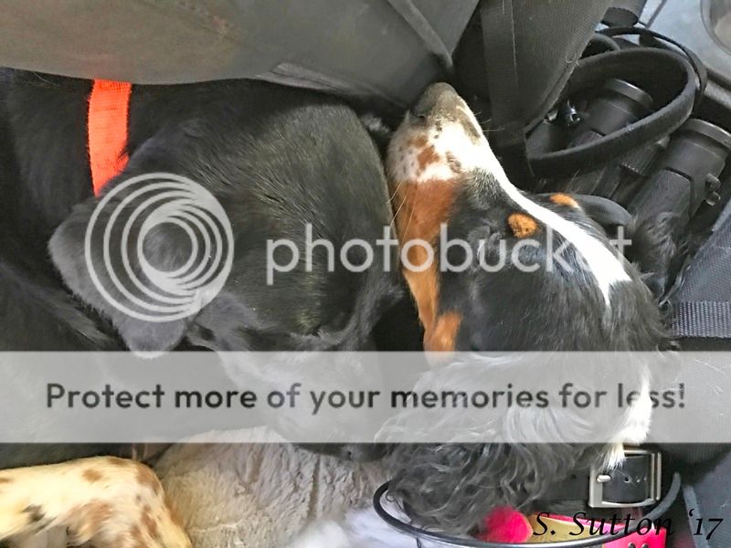 dog%20tired_zpsuc46jucp.jpg