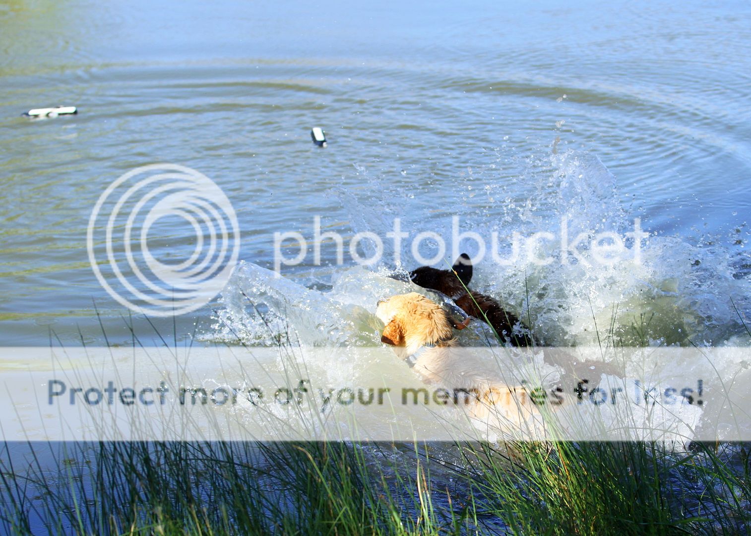 IMG_8216.jpg