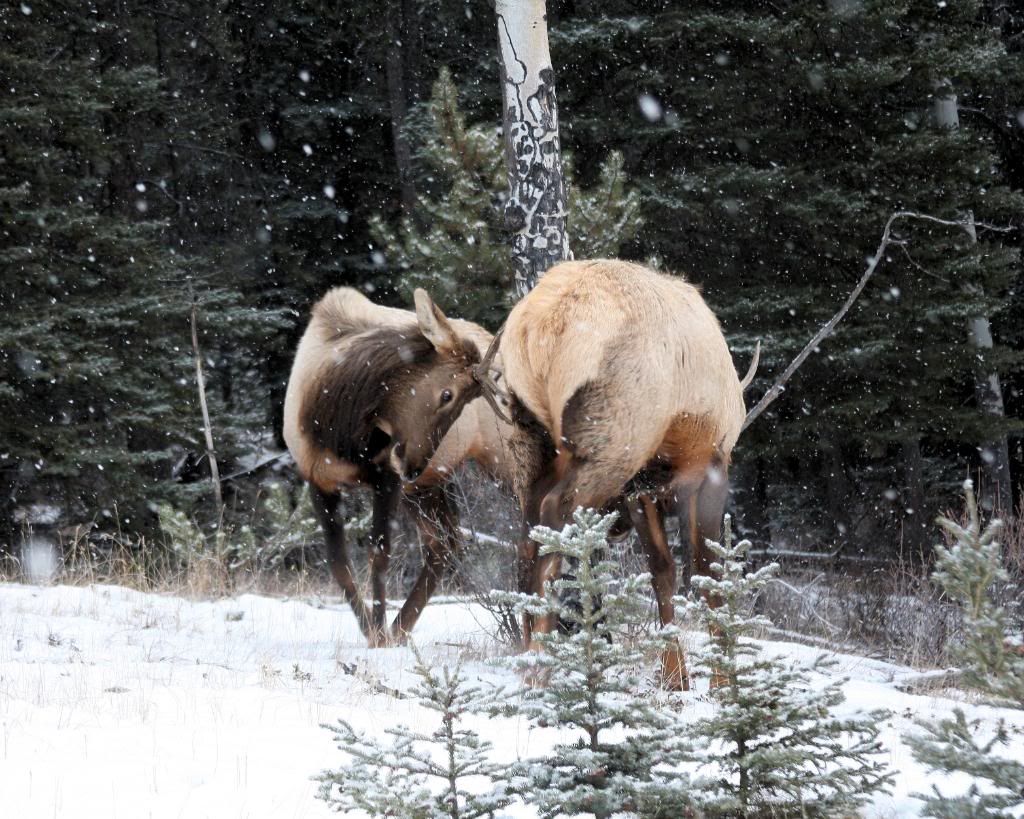 BanffJan232010385-2.jpg