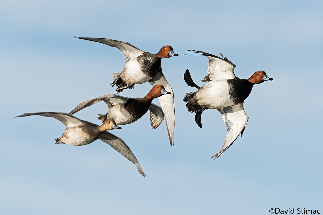 Redhead_flock.jpg