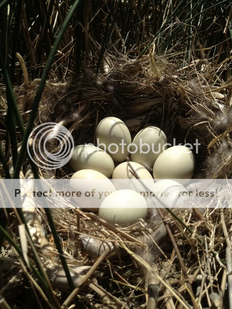 blackducknest_zps6a7eea0c.jpg