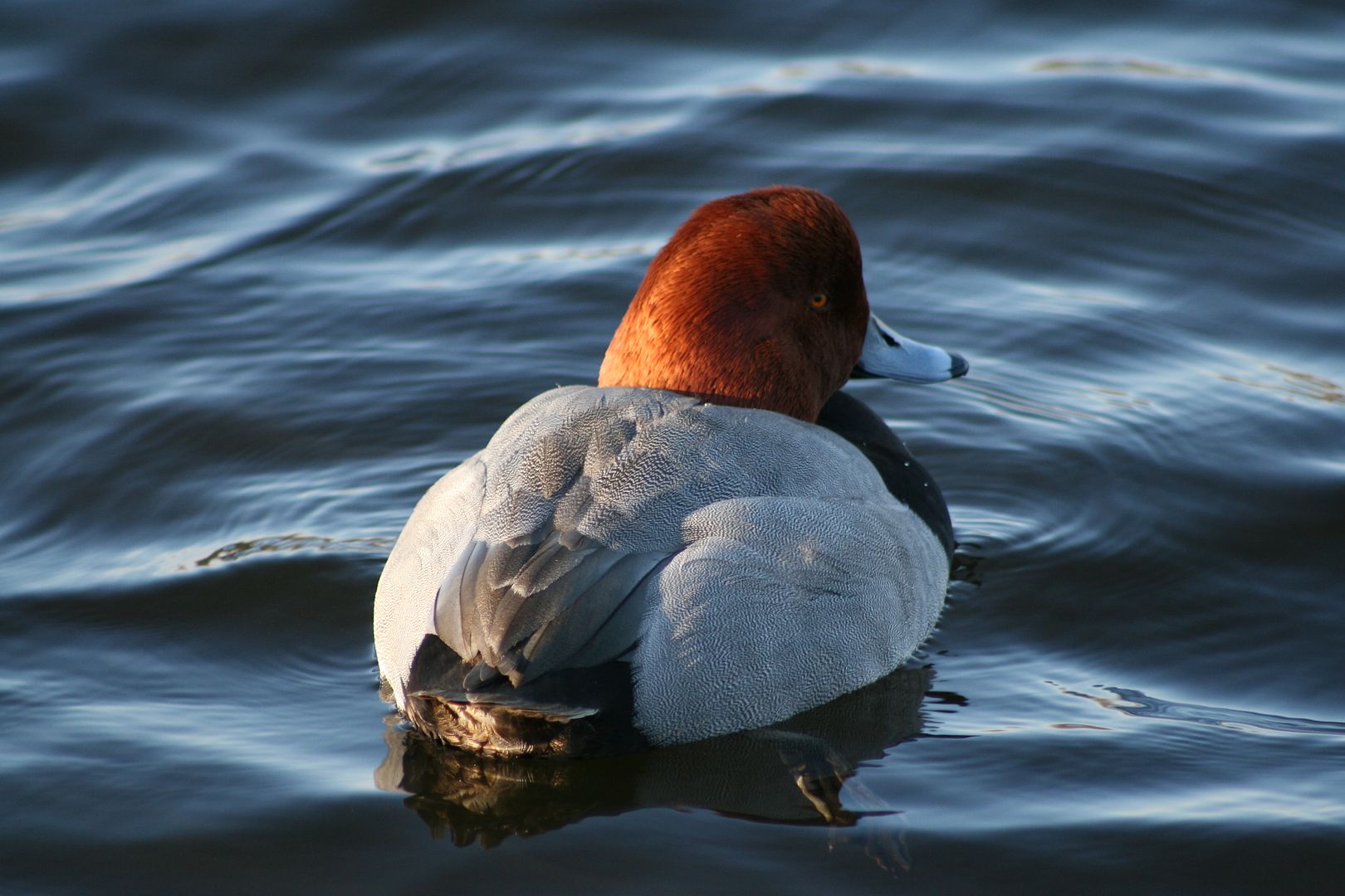 BlackDuckFoamer107_zps63847f06.jpg