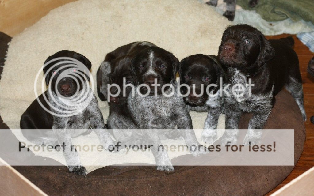 fivemales_zps5a646c19.jpg