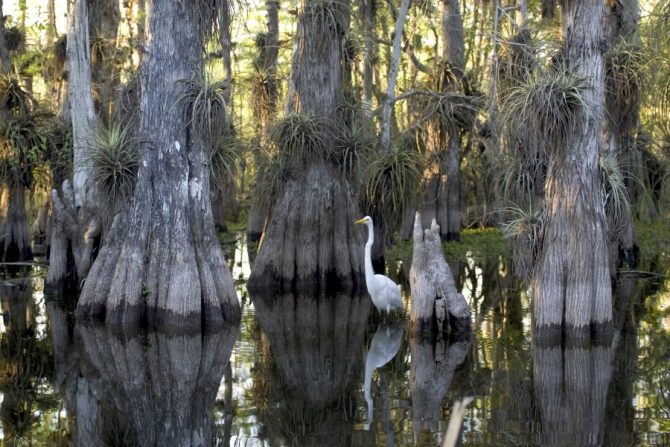 Everglades-Photo-670x447.jpg