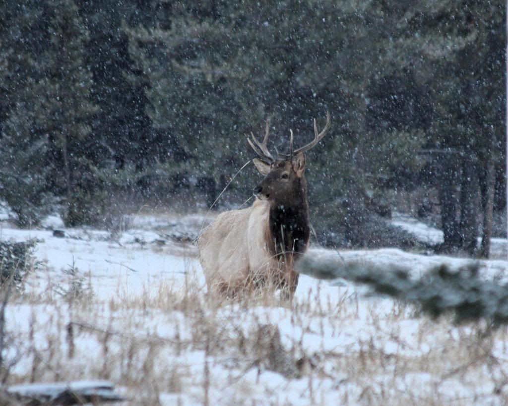 BanffJan232010098-2.jpg