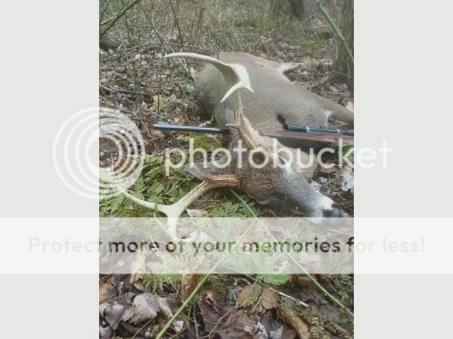 deerwoods.jpg