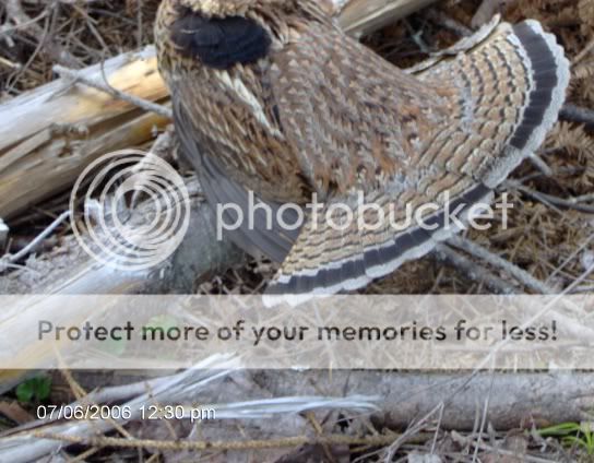 campics4016.jpg