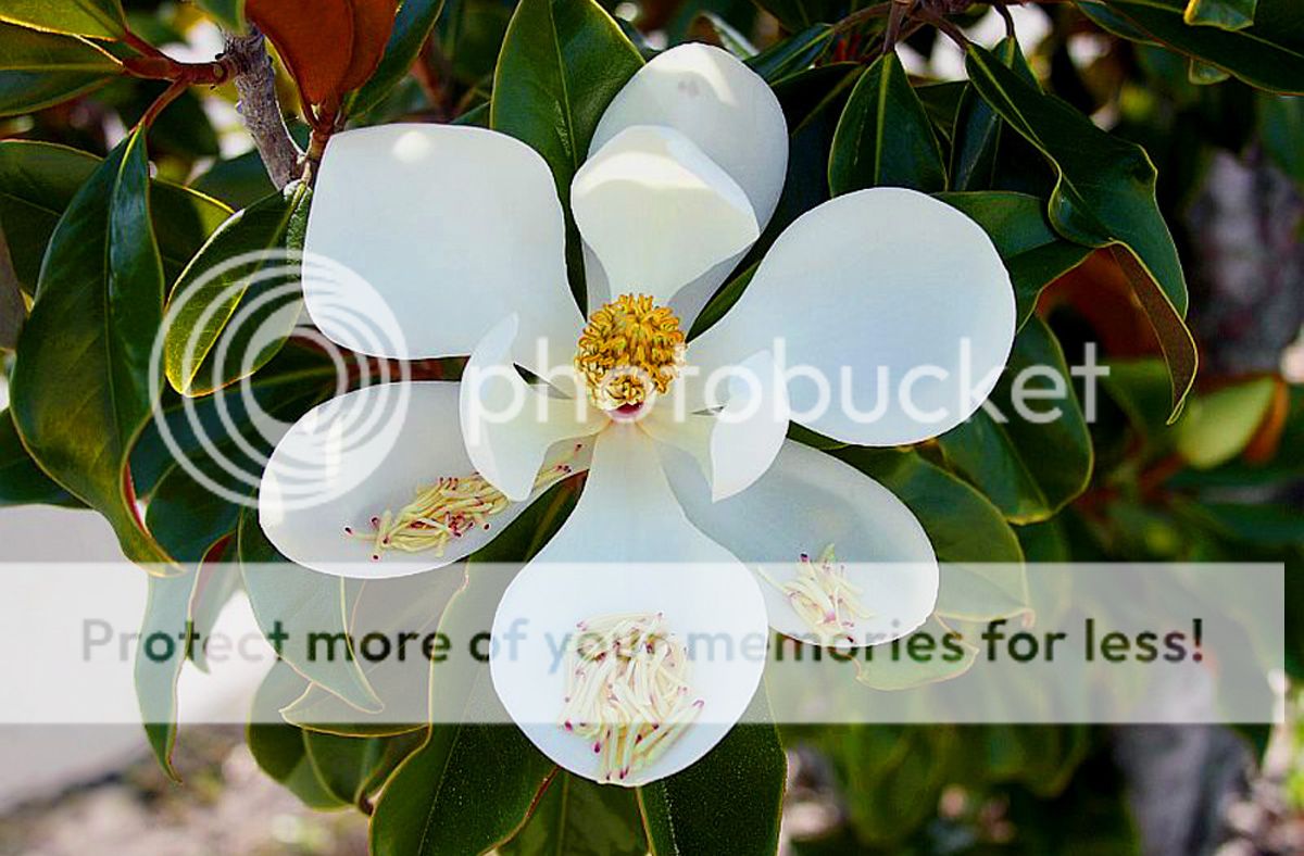 Magnolia%20Grandiflorum_zps3acfeygs.jpg