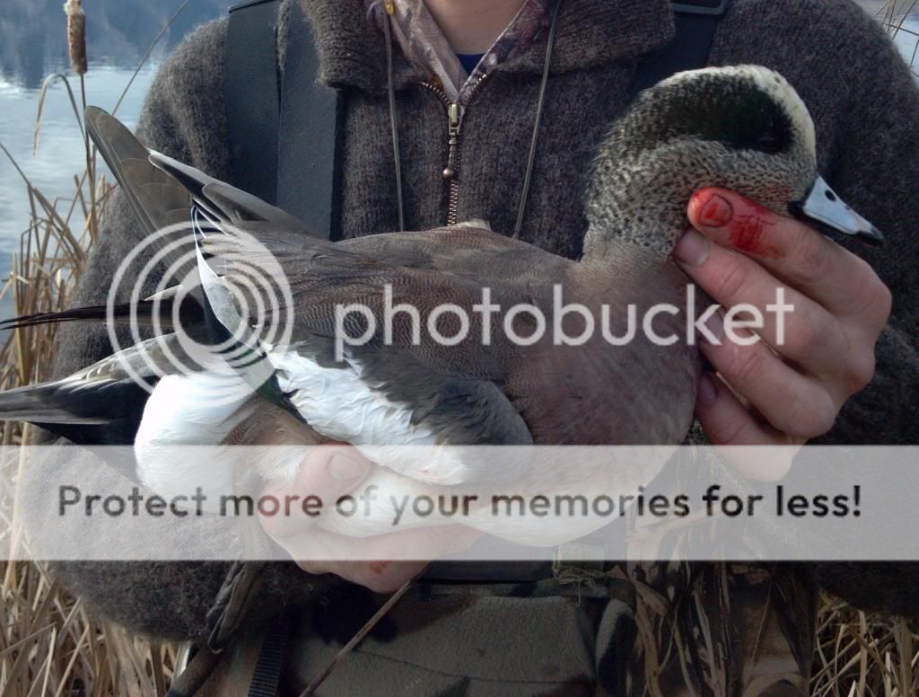 Wigeon_zpsa0a5cabd.jpg