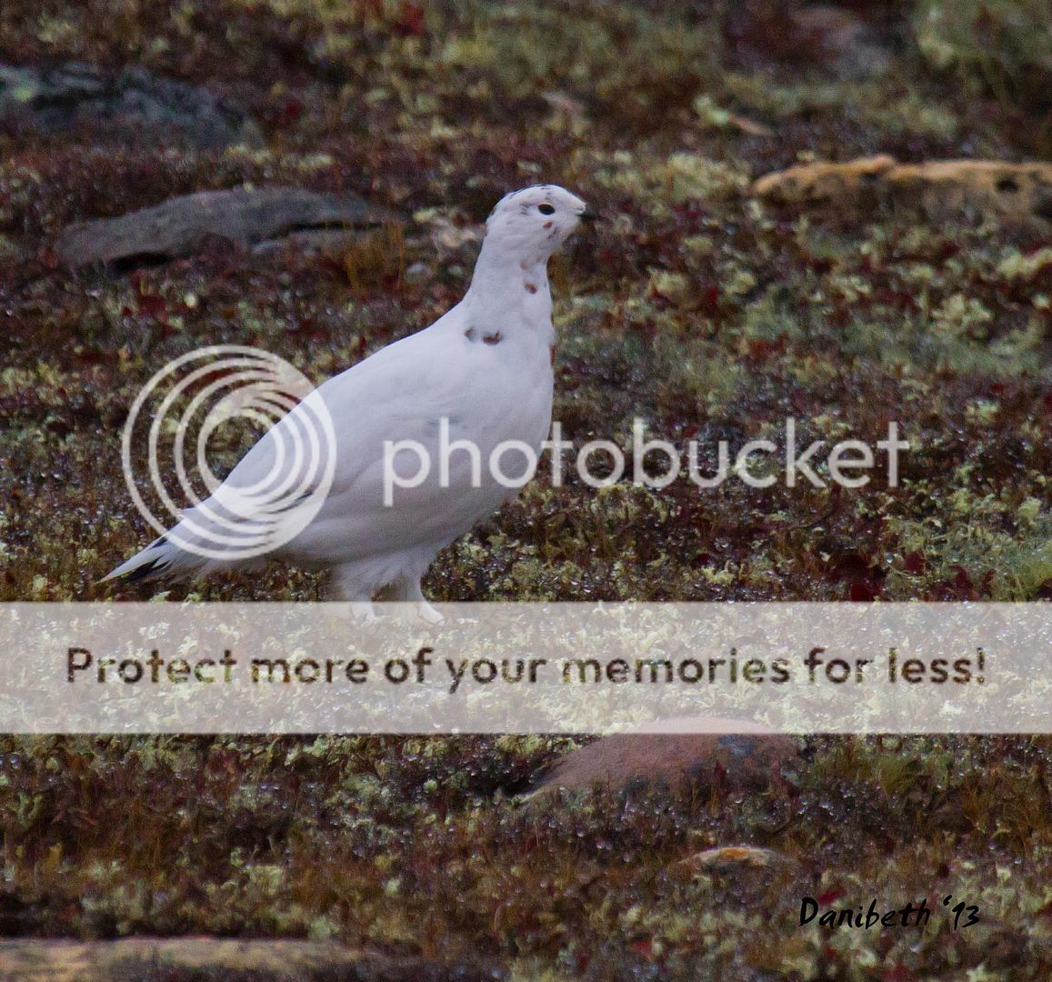 almostallwhiteptarmiganapb_zps5d55f2b7.jpg