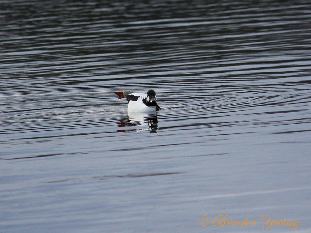 2014-05-04-Bird-Watching-With-Madi-238.jpg