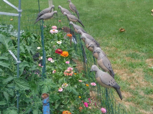 Doves%202_zpsdsh9qv24.jpg