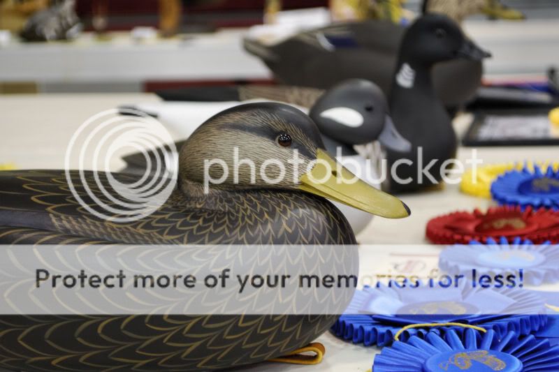 DSC_02631.jpg