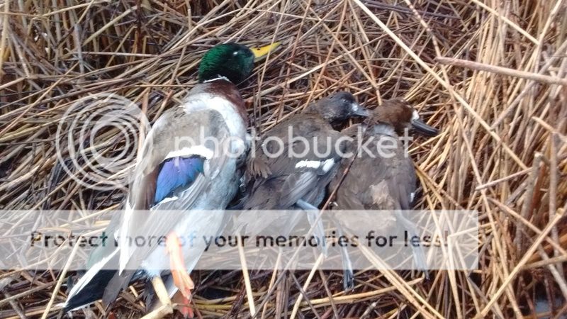 Greenhead.jpg