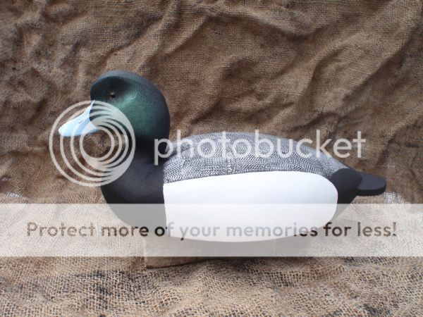 scaup_zps903e515a.jpg