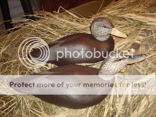 LateSummer08118-1.jpg