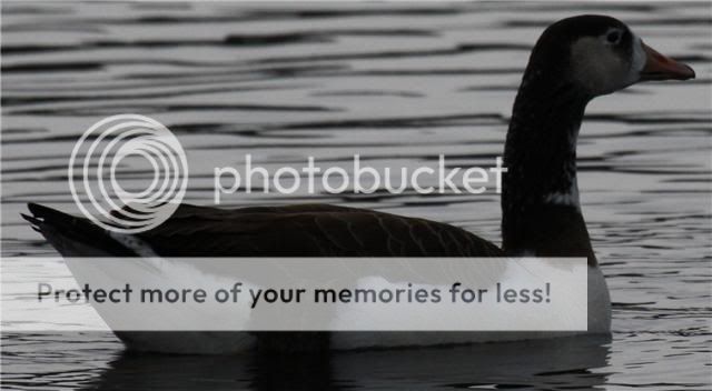 goose2.jpg