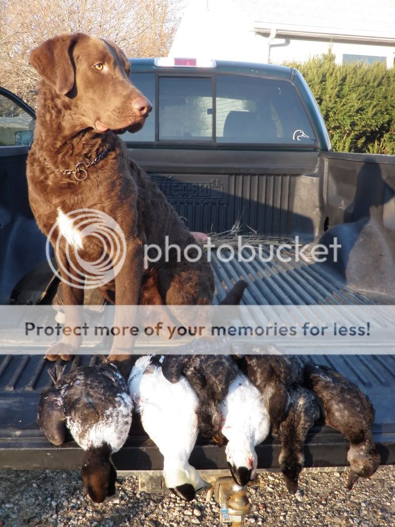 duckhunting352-1.jpg