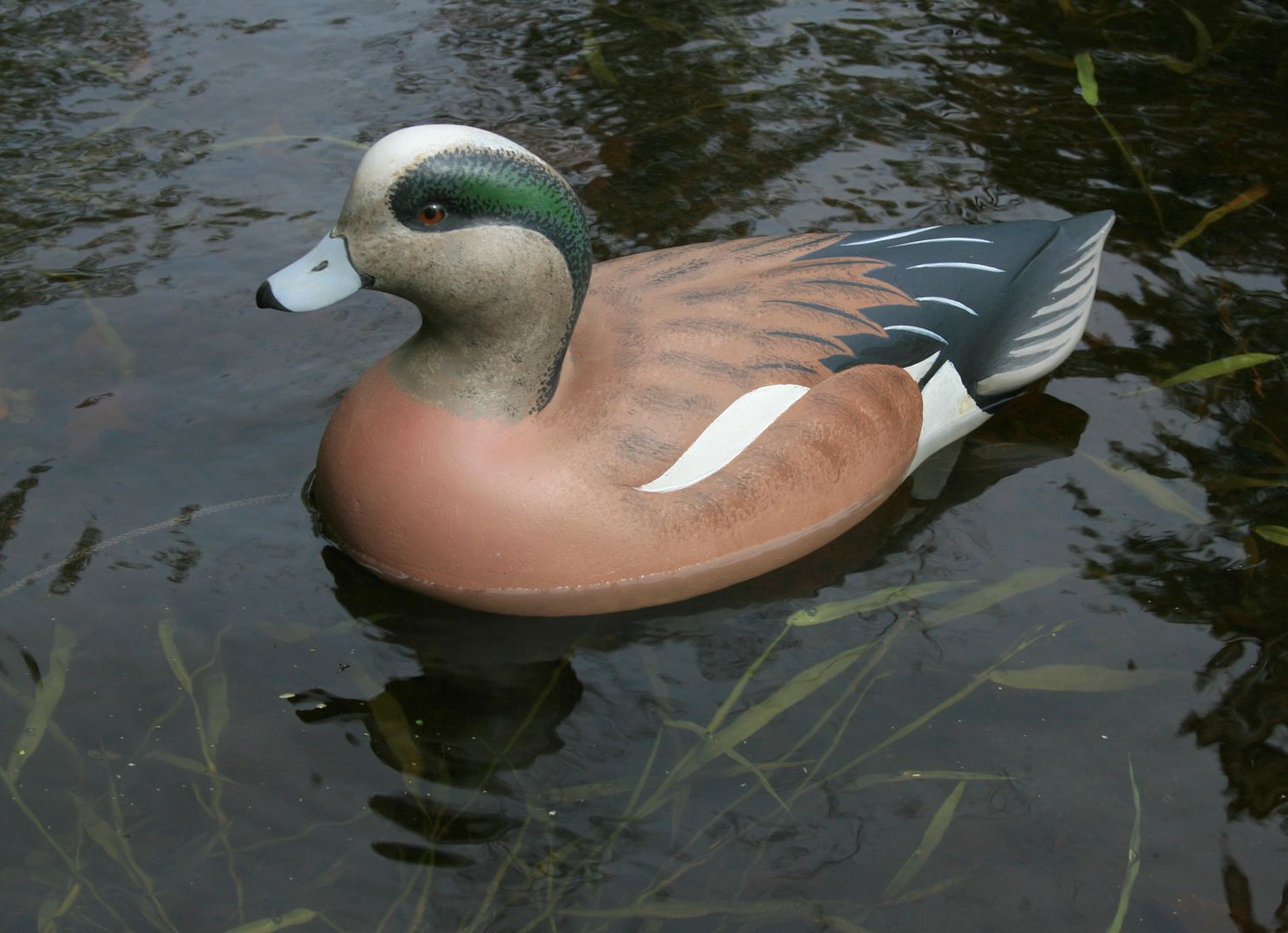 Wigeon%20afloat_zpsasvvkt1h.jpg