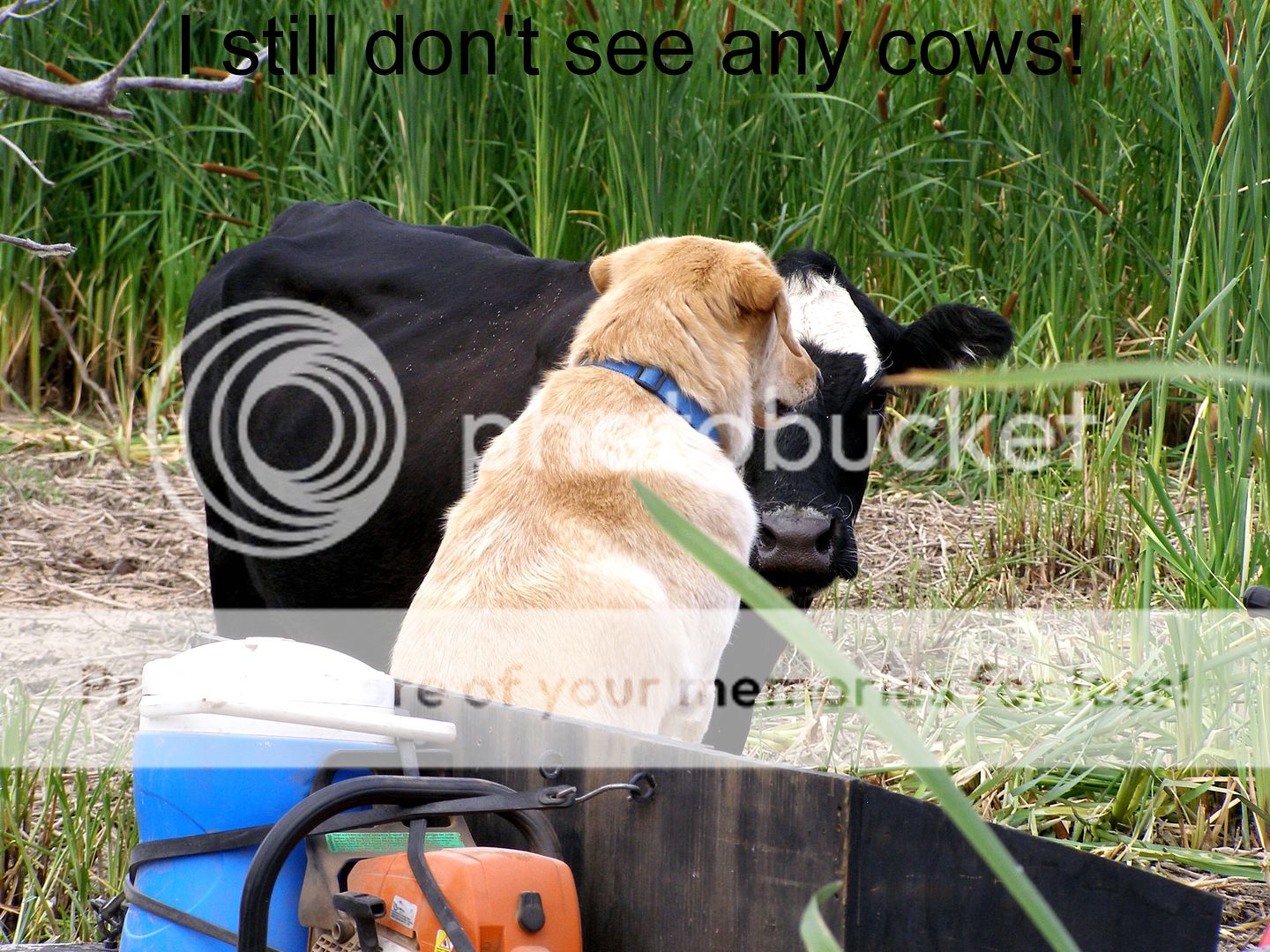 000Istilldontseeanycows.jpg