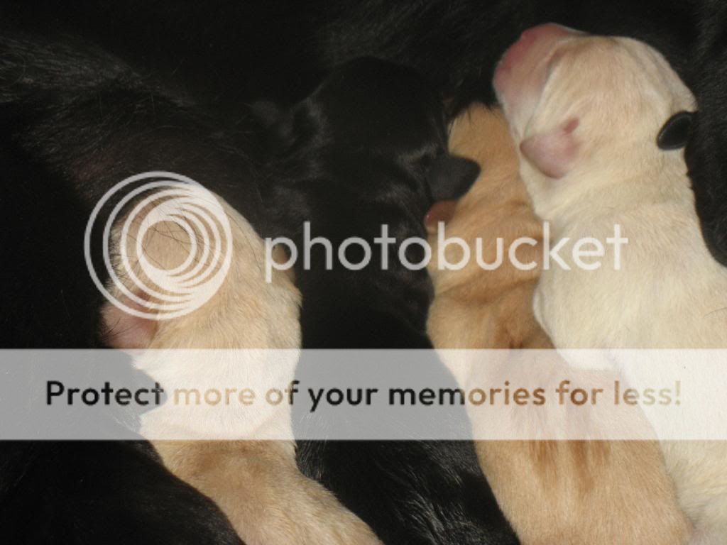 Pups_zps6539a606.jpg