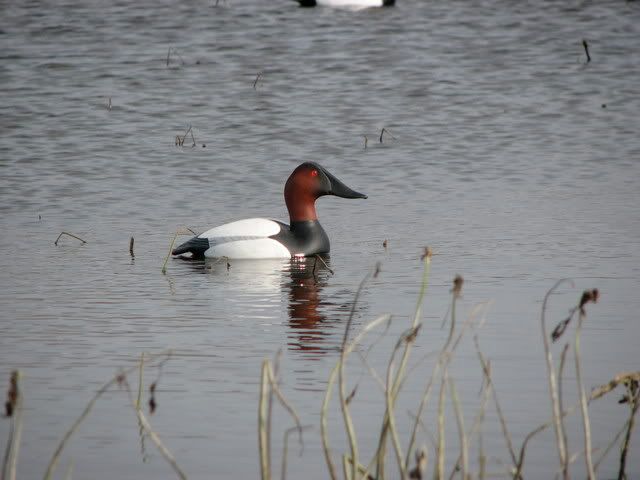 Carving Wood - Basswood - The Duck Blind