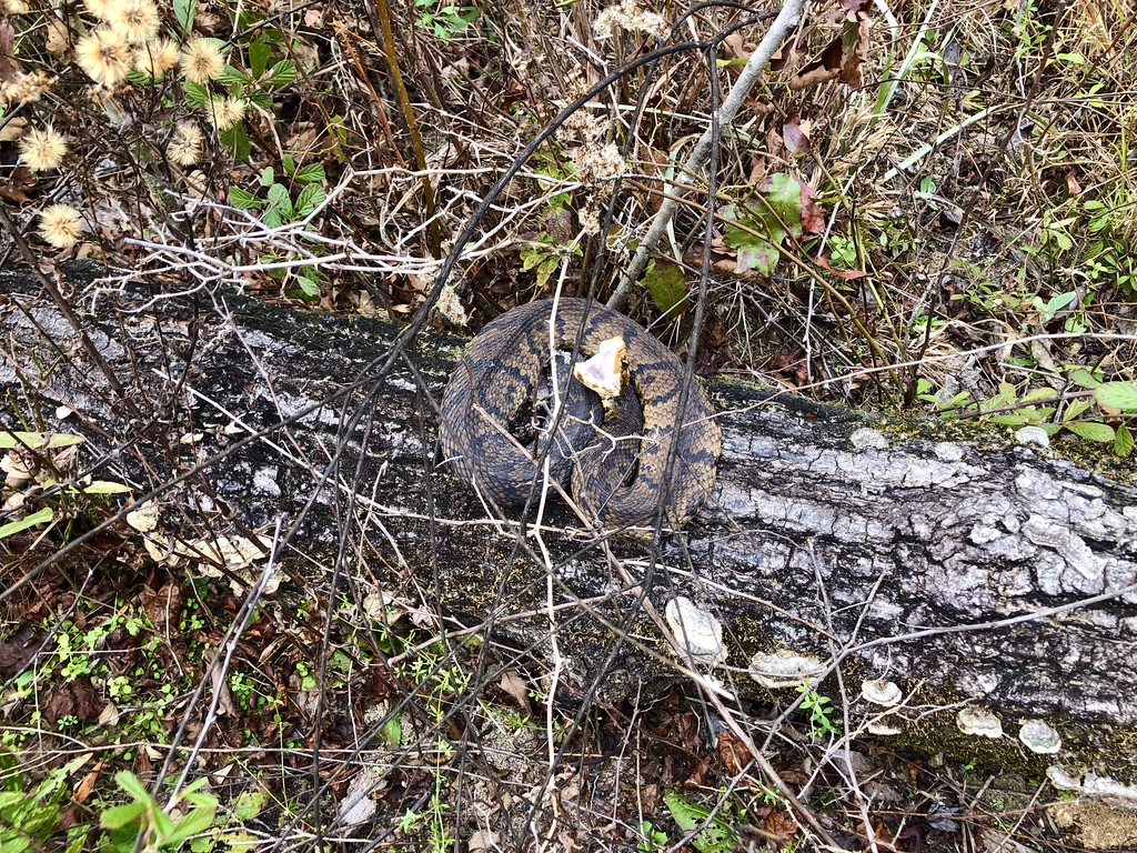 i-Sq55KLS-XL.jpg
