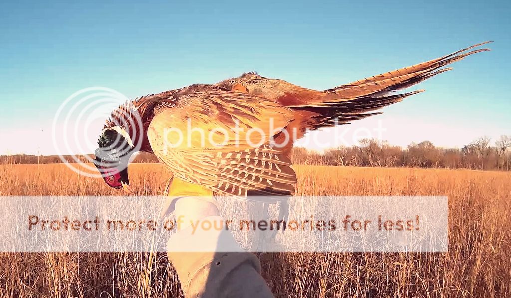 rooster1118_zpsx5hreay8.jpg