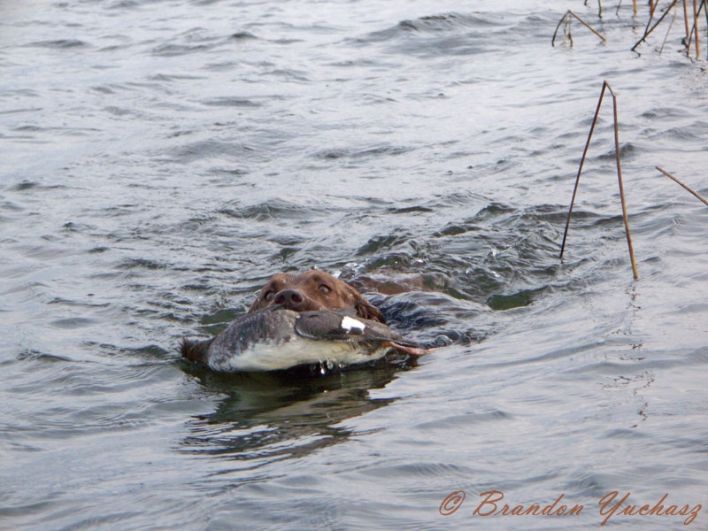 08-11-05-Duckhunting-02.jpg